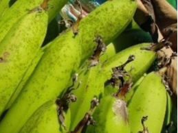 常见的香蕉病害的种类和防治方法