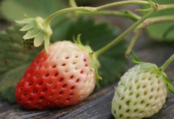 草莓白化