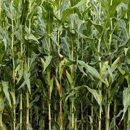2024年全国玉米重大病虫害发生趋势预报