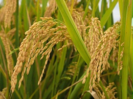 水稻病虫害防治现状以及提升水稻病虫害防治的技术措施