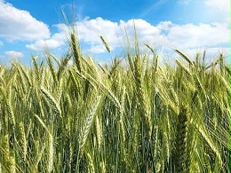 2024年大麦生产指导意见