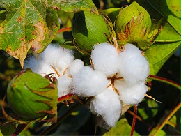 2024年棉花春季生产技术指导意见
