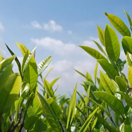 秋天已经到了，茶树管理应该怎么做呢