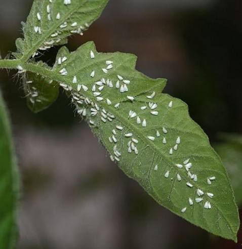 白粉虱