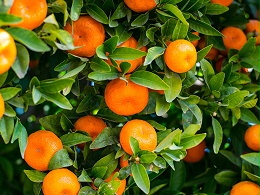 应对柑橘和设施水果抗雪防寒技术指导意见