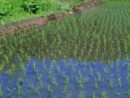 各个时期水稻病虫害防治