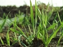 冬小麦应对倒春寒的科学预防措施