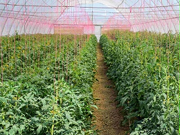 番茄的种植时间及种植方式