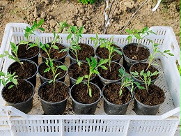 番茄在什么时间育苗，又该怎样育苗呢？
