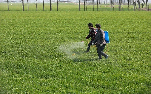 小麦除草