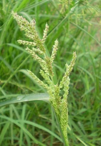 除草