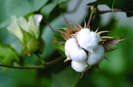 棉花产量