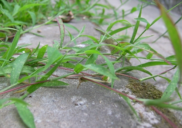 除草