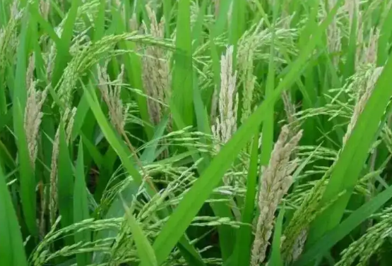 水稻白穗