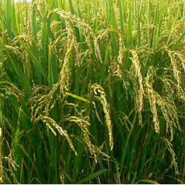 晚稻管理需要注意什么？