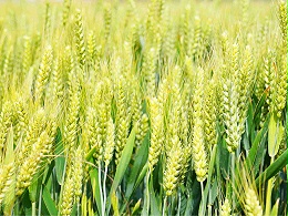 2024年全国小麦重大病虫害发生趋势预报