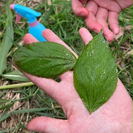 下完雨药都白打了？用上耐雨水冲刷助剂药还能用！