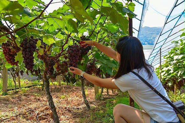 葡萄种植