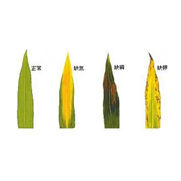 小麦缺素症具体是哪些表现