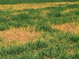 小麦黄化原因大全之除草剂药害