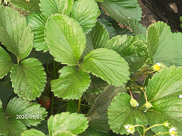 怎样种植与管理才能获得品质好的草莓