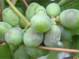 葡萄常见病虫害及防治方法
