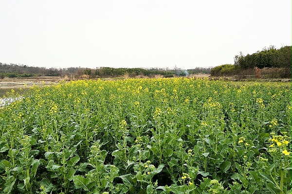 油菜田