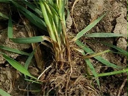 小麦茎基腐病的田间症状，以及防控该病害的必要性和有效措施