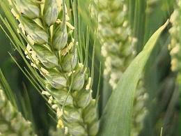 小麦苗期管理关键技术，实现高产的基石