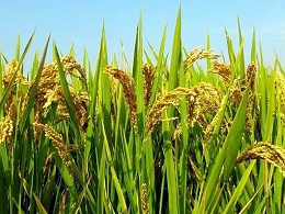 水稻病虫害的防治技术要点