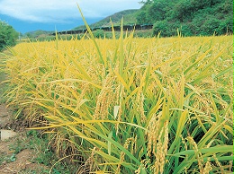 了解水稻的特点和生长环境，轻松掌握管理方法