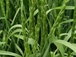 麦田杂草节节麦用什么除草剂效果好