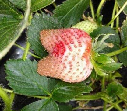 草莓畸形果