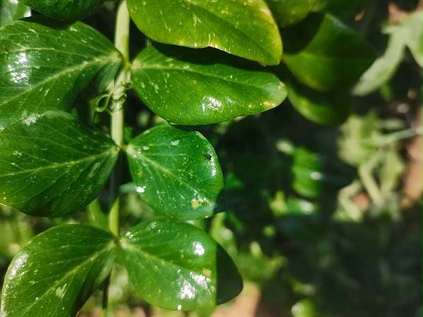 飞防助剂，无人机植保