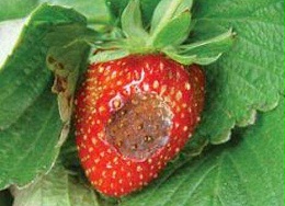 草莓炭疽病怎么区分？