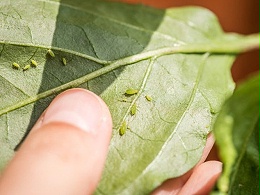 种植辣椒出现蚜虫怎么办？辣椒蚜虫危害有哪些？