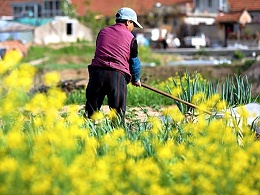 农药除草剂有哪些种类？除草剂的作用原理是什么？