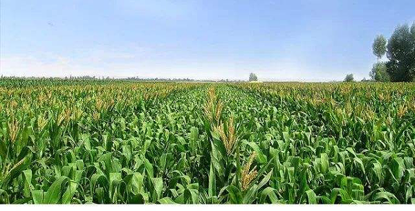 玉米增产