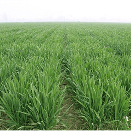 小麦除草剂喷施适宜温度如何确定？