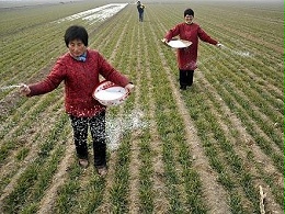 春年前后 小麦浇水有要不要浇呢