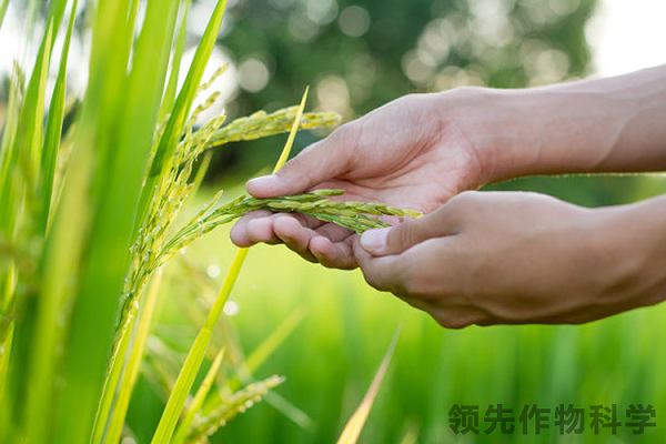 小麦种植管理技术措施