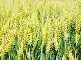 小麦抽穗期能否浇水，如何浇水？