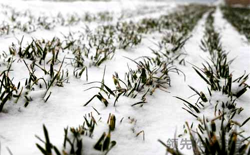 小麦倒春寒预防措施