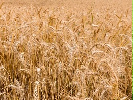 免费分享关于小麦干热风的防治办法|领先作物科学