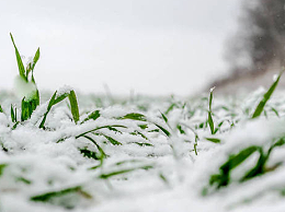 你知道冬雪对作物生长的影响吗