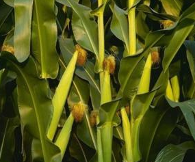 玉米花粒期