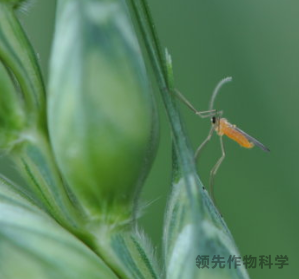 小麦吸浆虫防治方法——领先化工吸浆虫防治