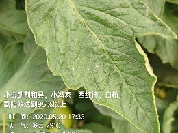 白粉虱、蓟马和红蜘蛛怎么防治？