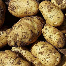 马铃薯种植怎么样才能高产