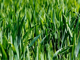 2024年冬小麦春季科学灌溉技术指导意见